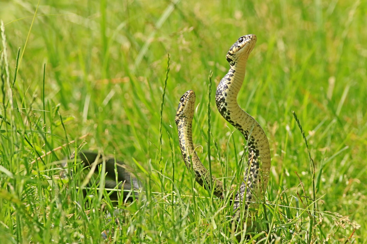 Biacco ( Hierophis viridiflavus ) coppia in amore? No, duello rituale tra maschi