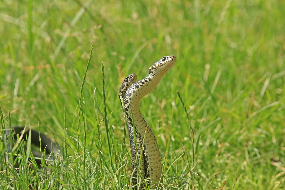 Biacco ( Hierophis viridiflavus ) coppia in amore? No, duello rituale tra maschi