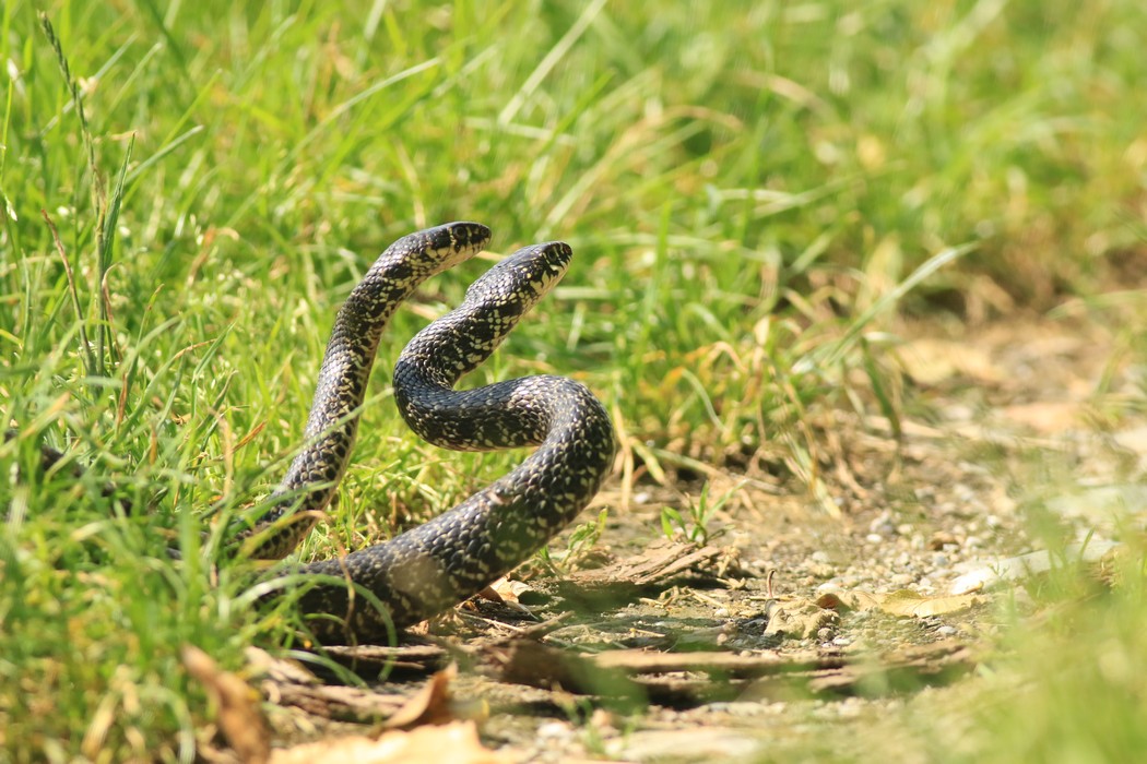 Biacco ( Hierophis viridiflavus ) coppia in amore? No, duello rituale tra maschi