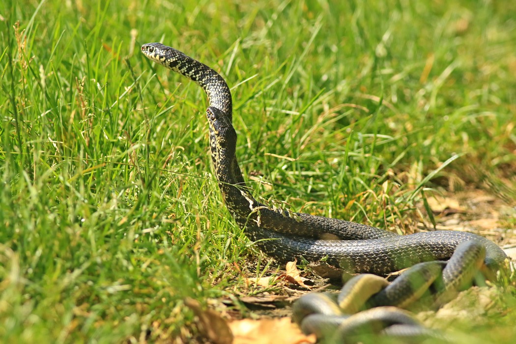 Biacco ( Hierophis viridiflavus ) coppia in amore? No, duello rituale tra maschi