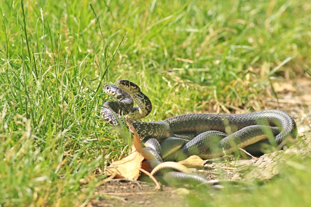 Biacco ( Hierophis viridiflavus ) coppia in amore? No, duello rituale tra maschi