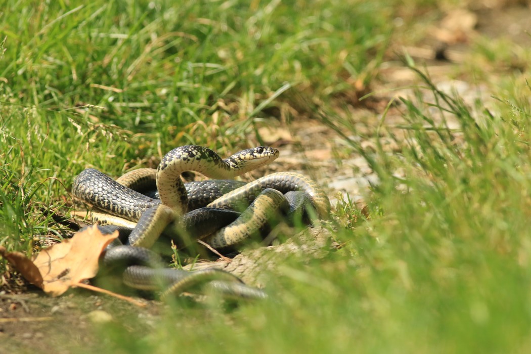 Biacco ( Hierophis viridiflavus ) coppia in amore? No, duello rituale tra maschi