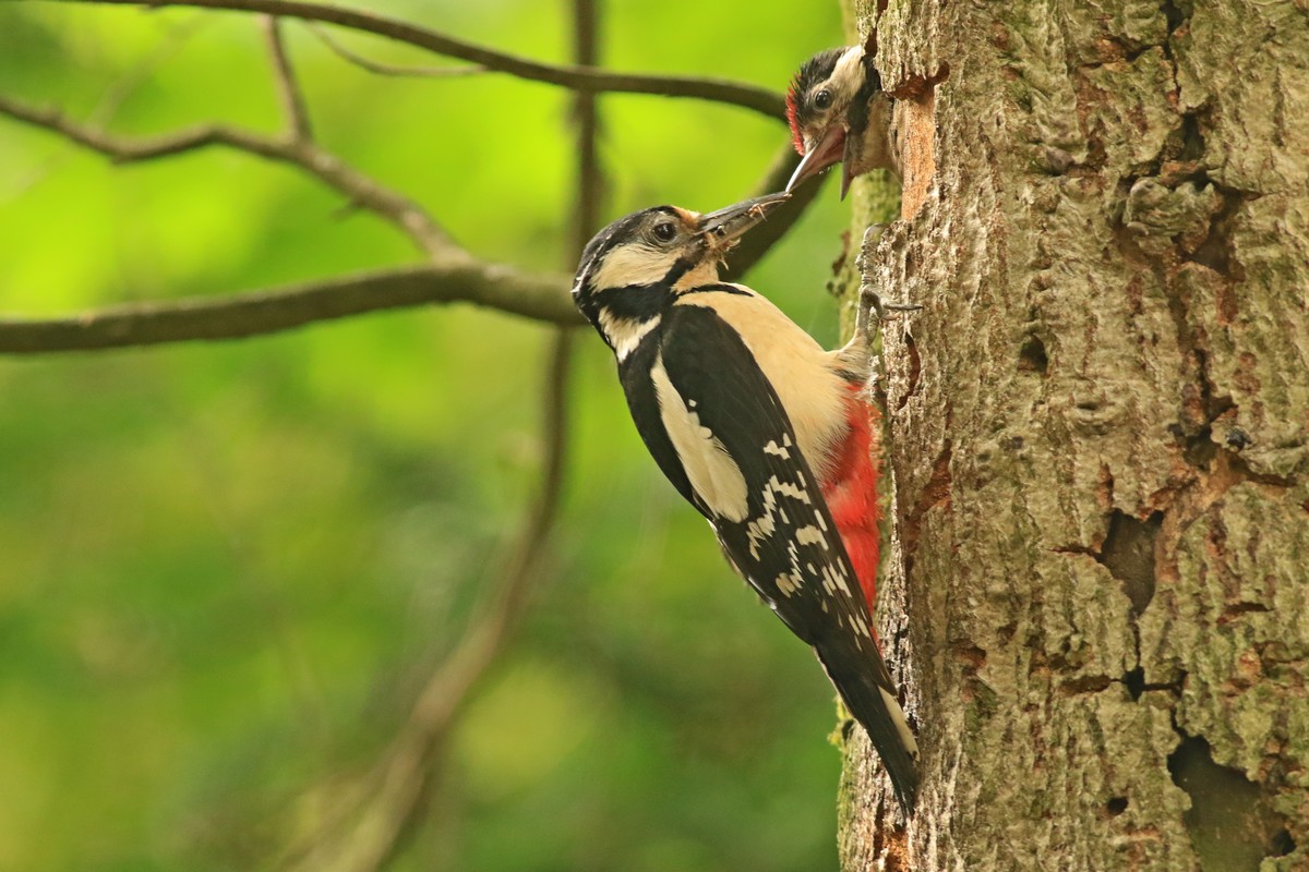 Picchio rosso maggiore (Dendrocopos major) -nido con piccolo/i