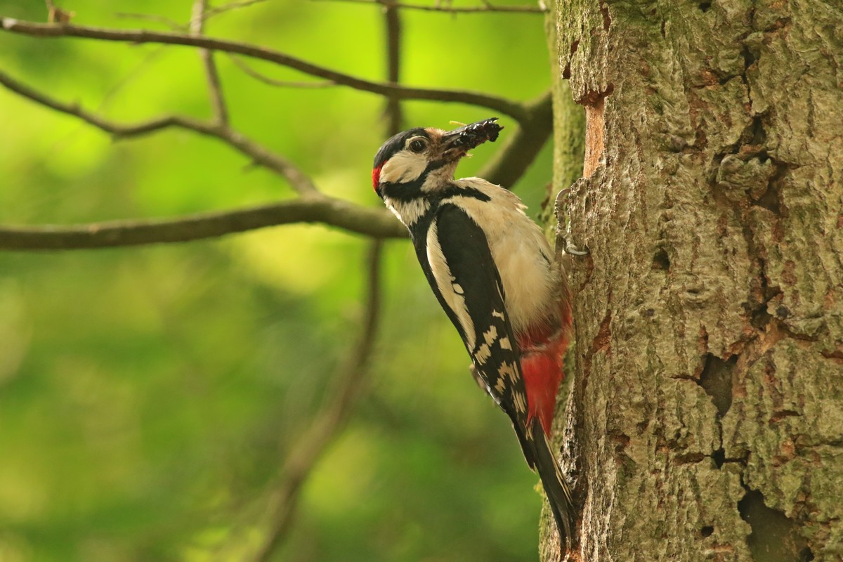 Picchio rosso maggiore (Dendrocopos major) -nido con piccolo/i