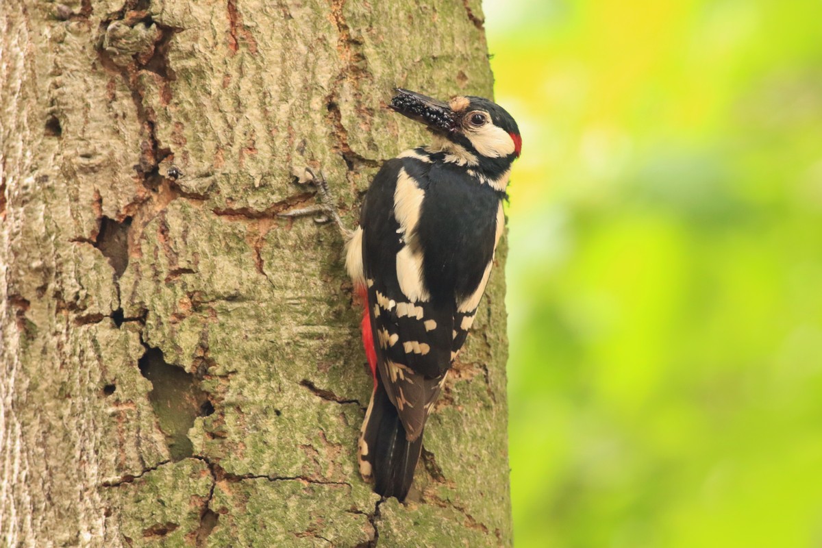 Picchio rosso maggiore (Dendrocopos major) -nido con piccolo/i