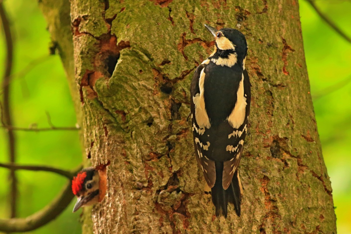 Picchio rosso maggiore (Dendrocopos major) -nido con piccolo/i