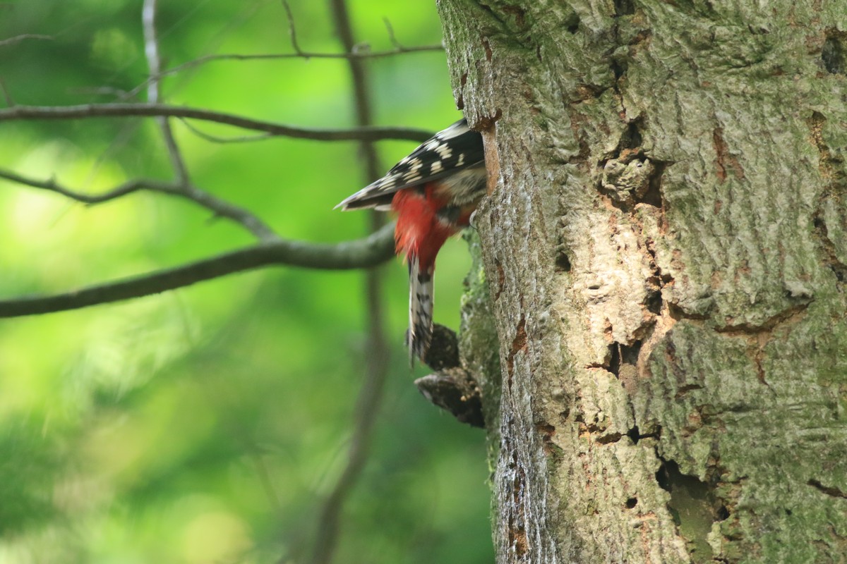 Picchio rosso maggiore (Dendrocopos major) -nido con piccolo/i