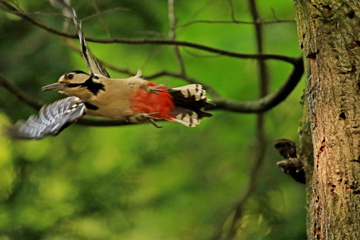 Picchio rosso maggiore (Dendrocopos major) -nido con piccolo/i