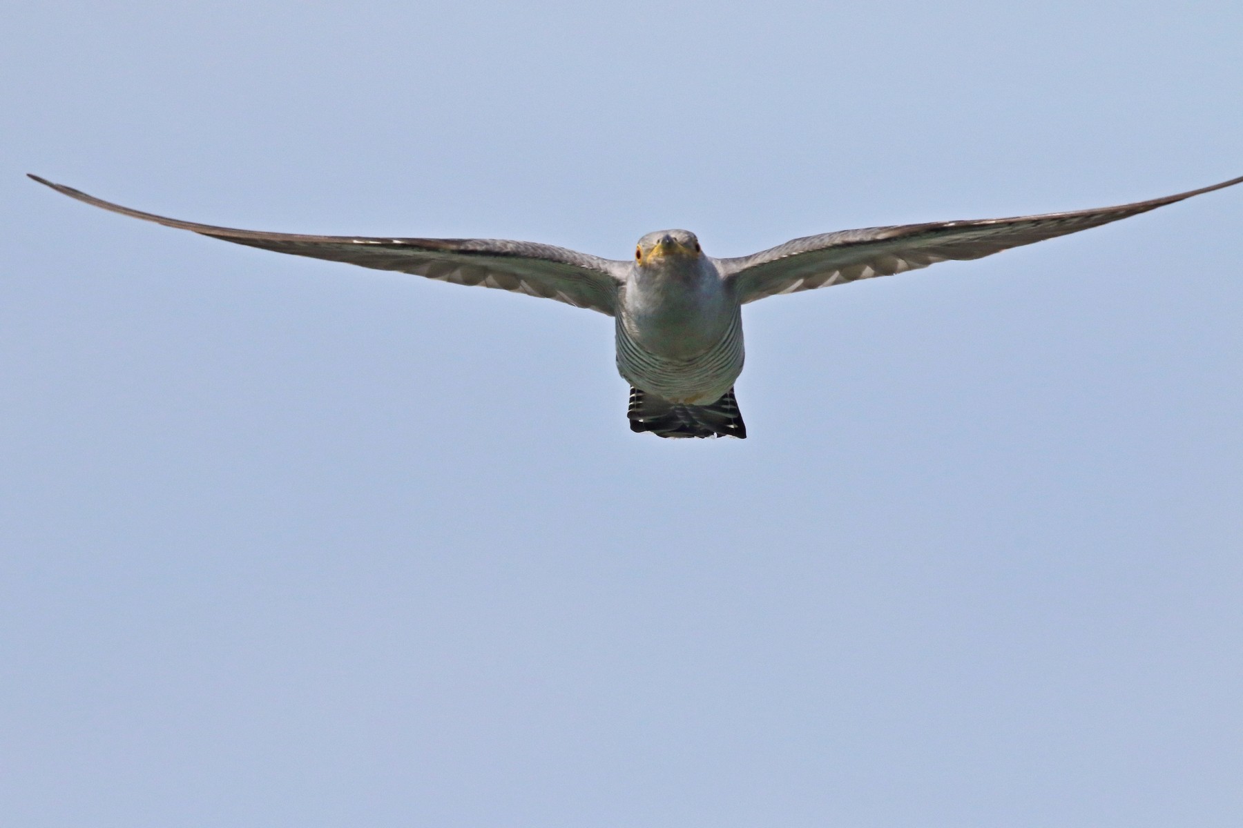 Cuculo ( Cuculus canorus ) - incontro frontale