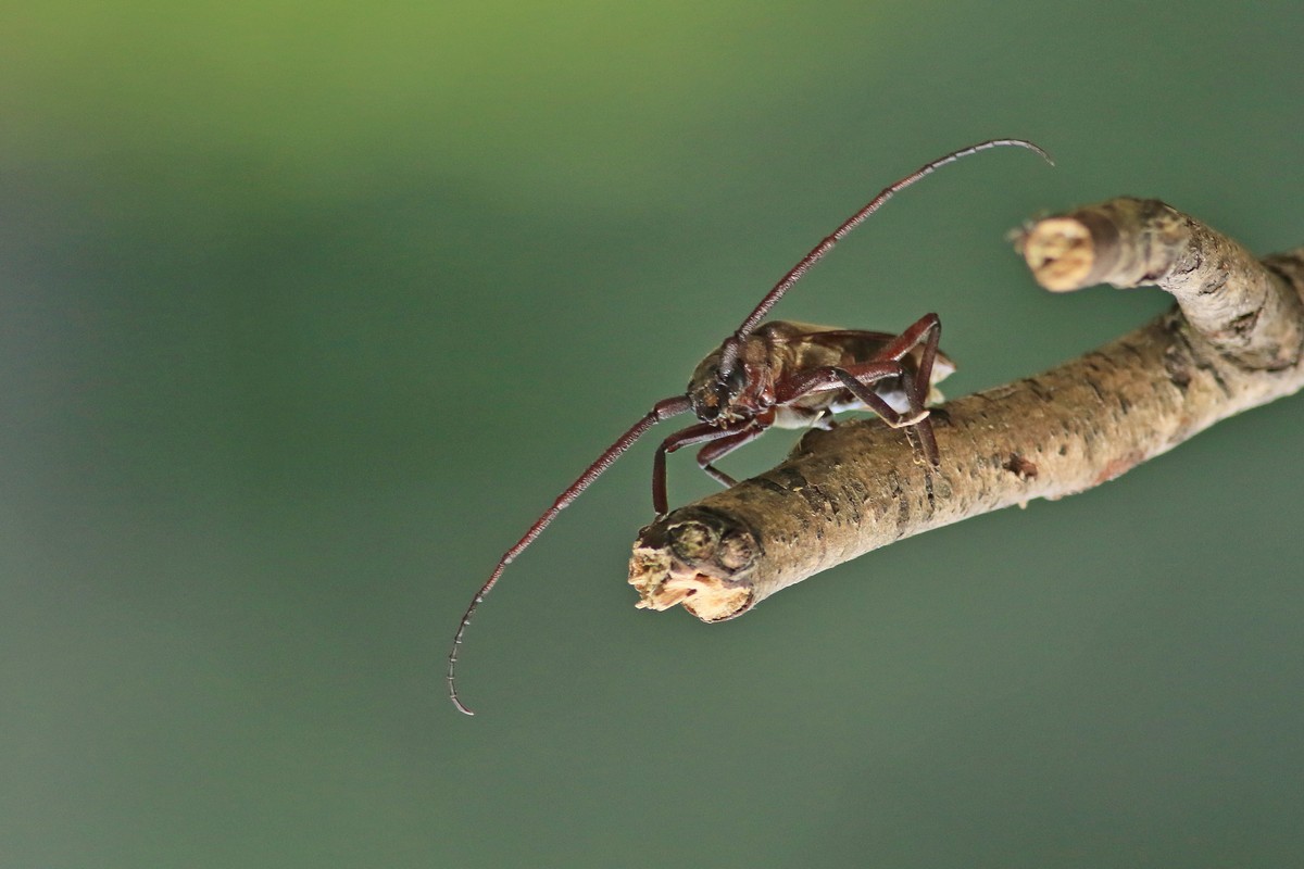 Cerambycidae: Aegosoma scabricorne, maschio