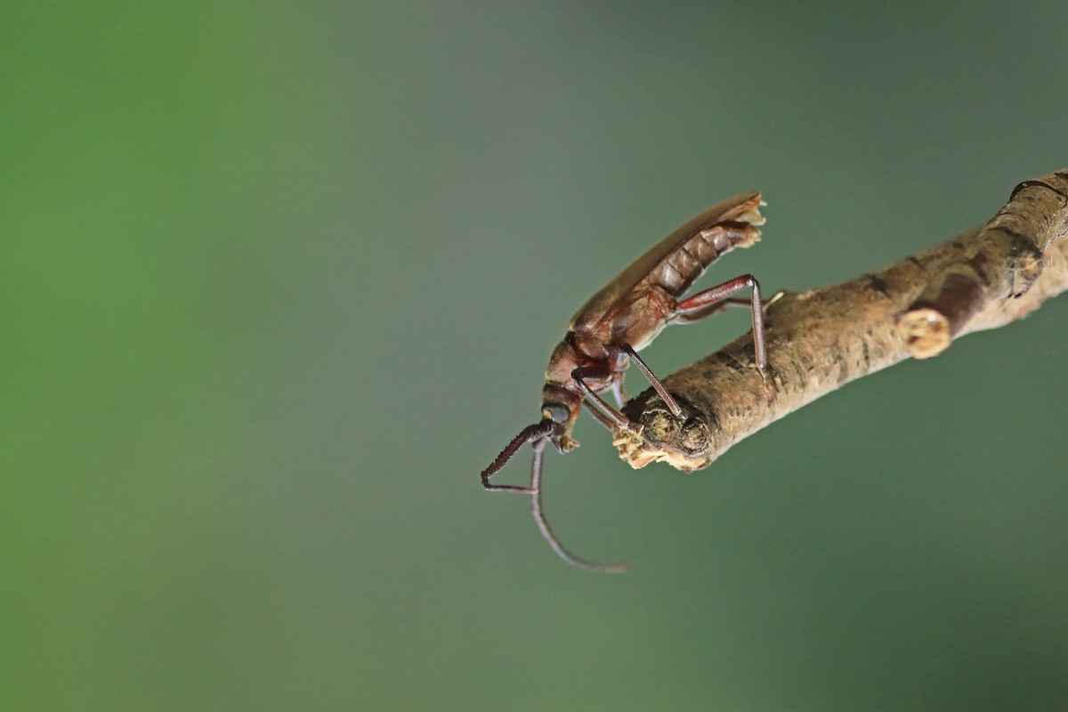 Cerambycidae: Aegosoma scabricorne, maschio