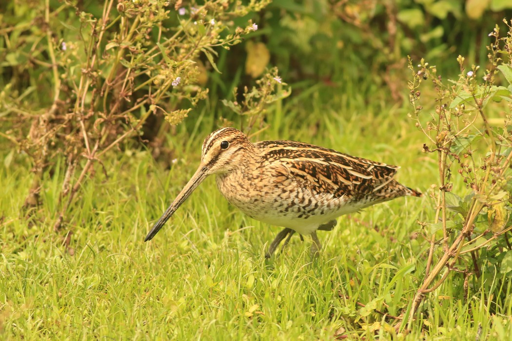 Beccaccino ( Gallinago gallinago )