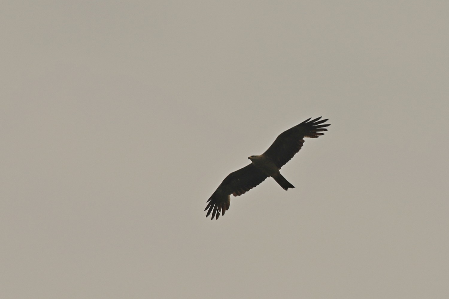 Nibbio bruno ( Milvus migrans )