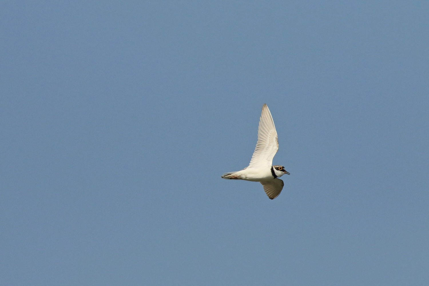 Corriere piccolo ( Charadrius dubius ) preso al volo