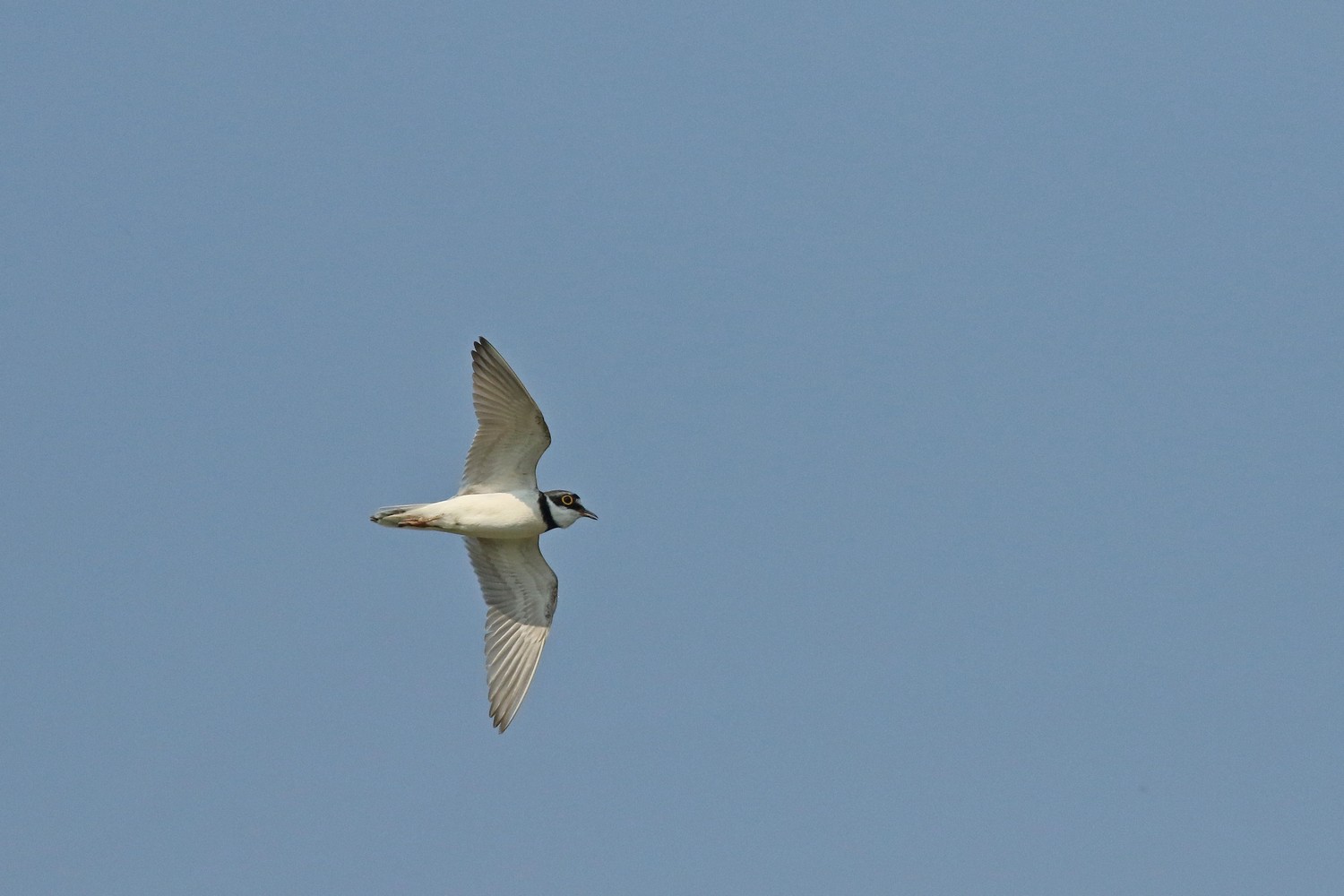 Corriere piccolo ( Charadrius dubius ) preso al volo