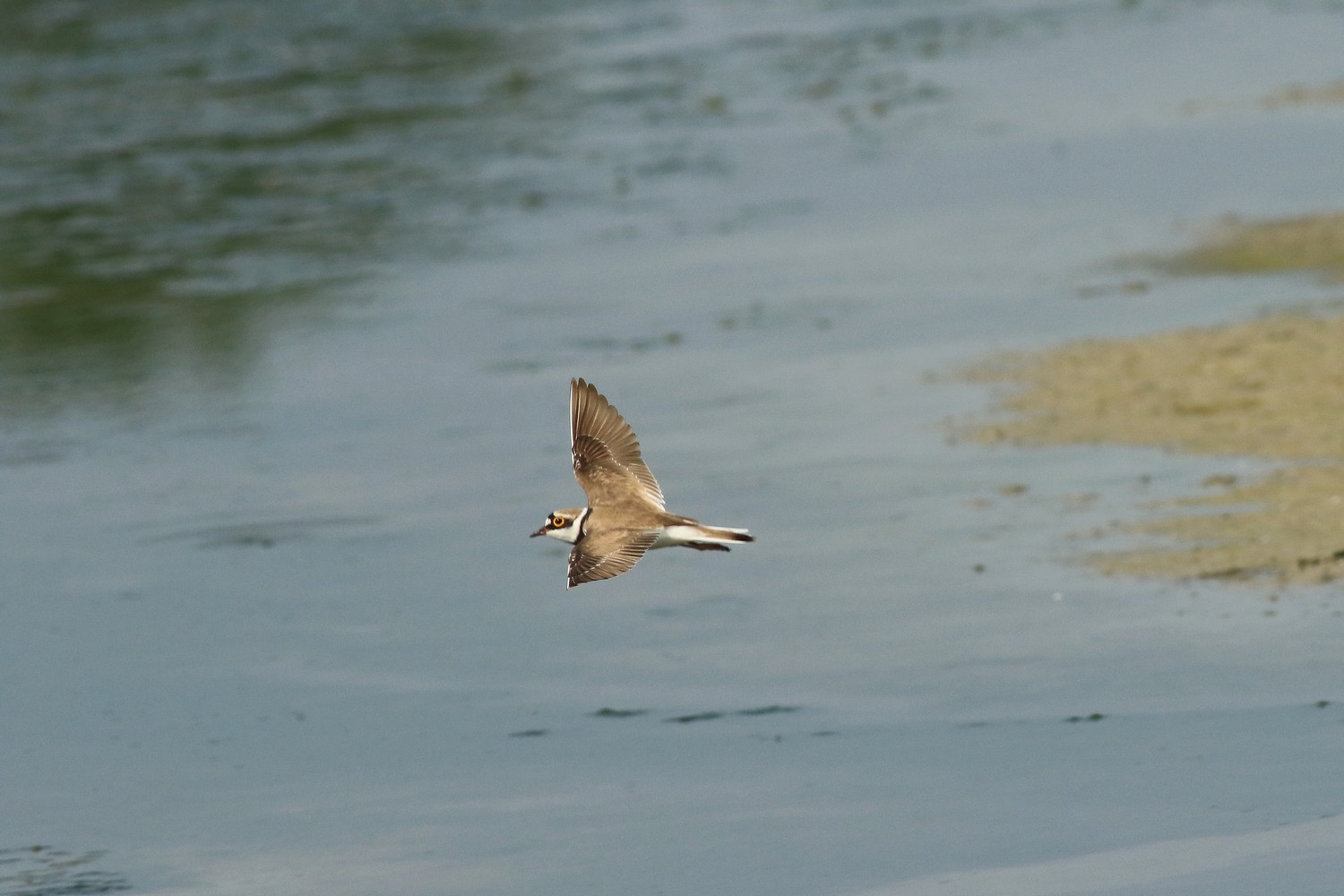 Corriere piccolo ( Charadrius dubius ) preso al volo