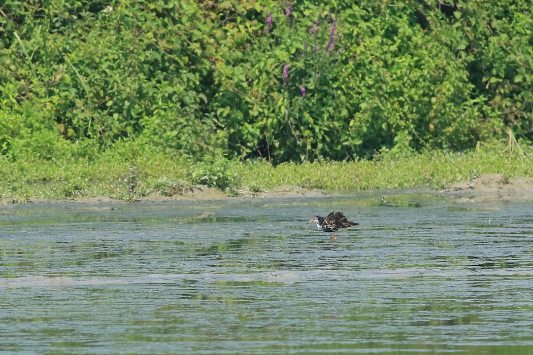 Combattente (Philomachus pugnax) ancora parzilmente in abito