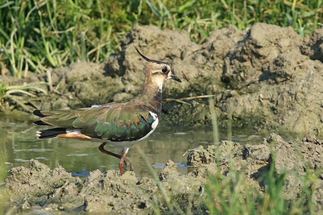 Pavoncella ( Vanellus vanellus )