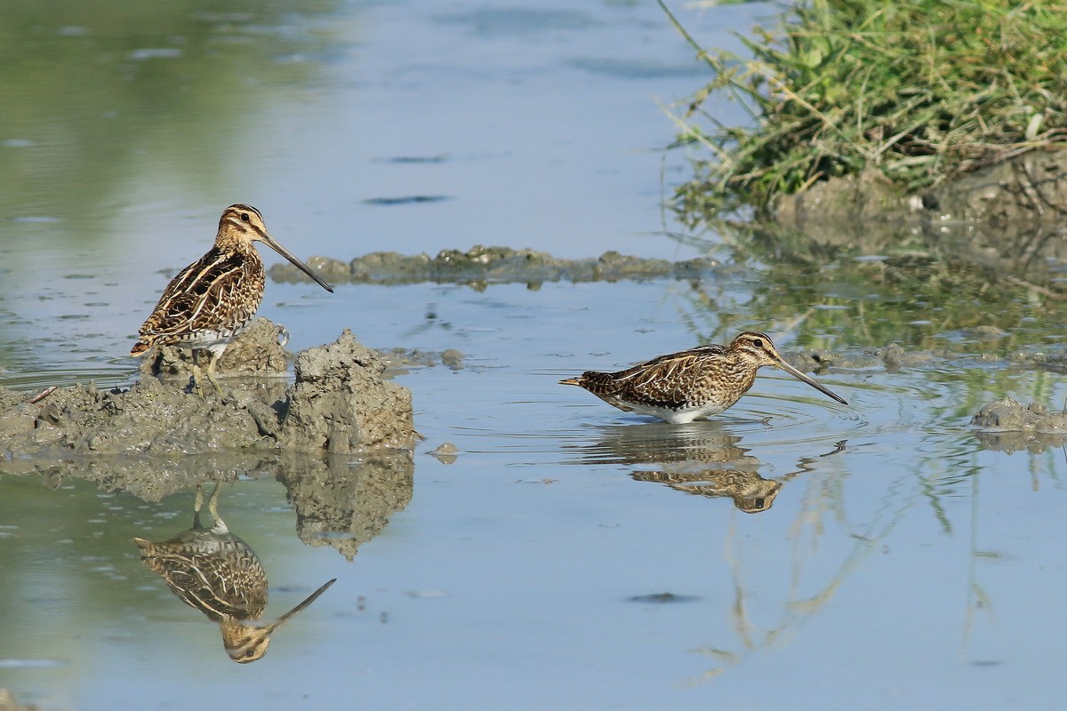 Beccaccini ( Gallinago gallinago )