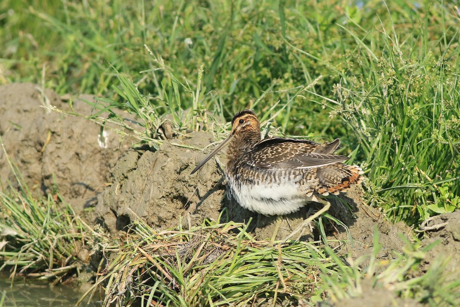 Beccaccini ( Gallinago gallinago )