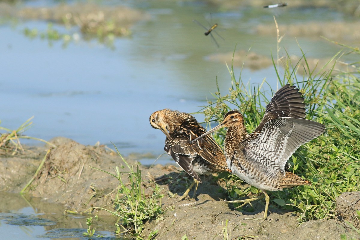 Beccaccini ( Gallinago gallinago )