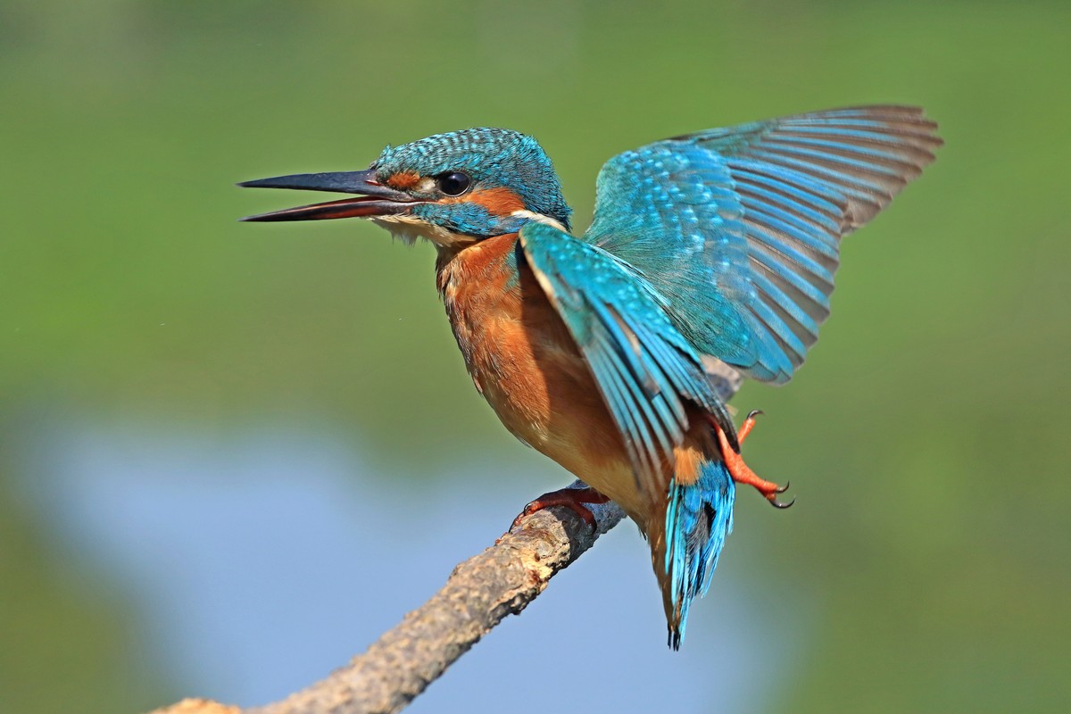 Martin pescatore ( Alcedo atthis ) in stretching