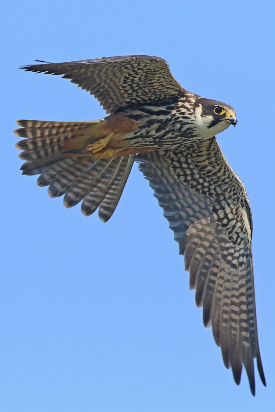 Lodolaio ( Falco subbuteo )