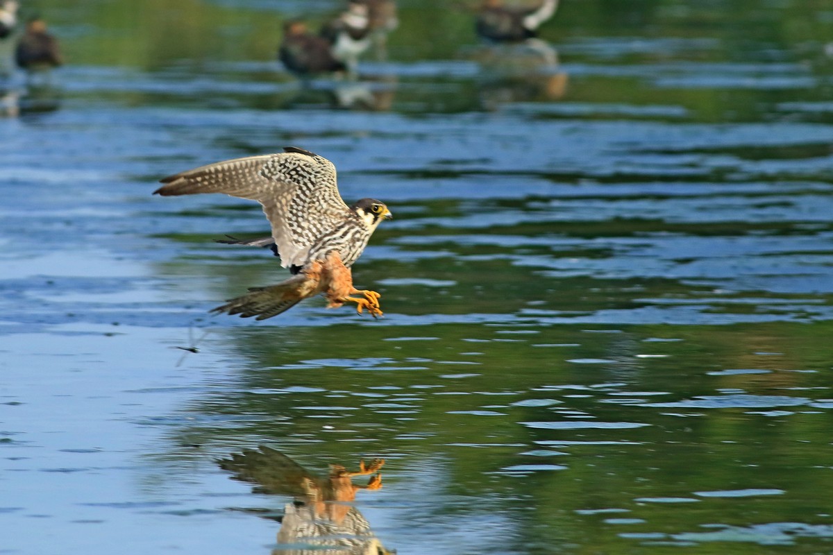 Lodolaio ( Falco subbuteo )