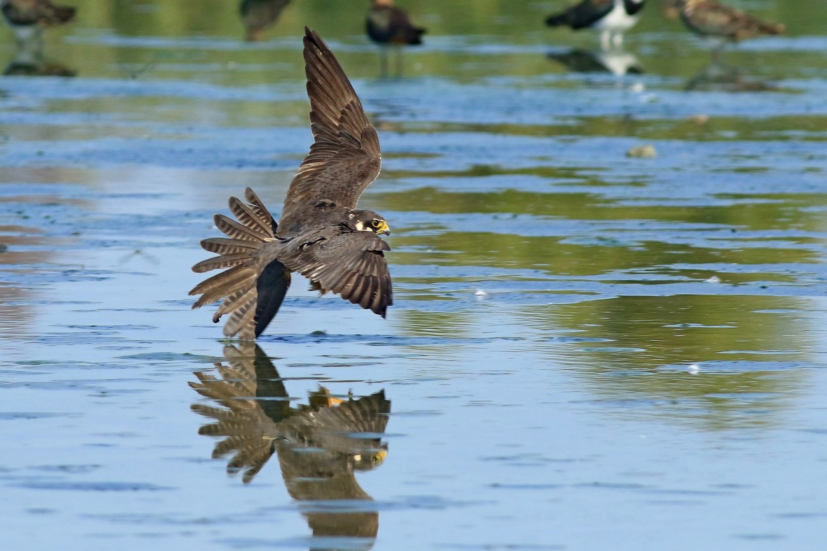 Lodolaio ( Falco subbuteo )