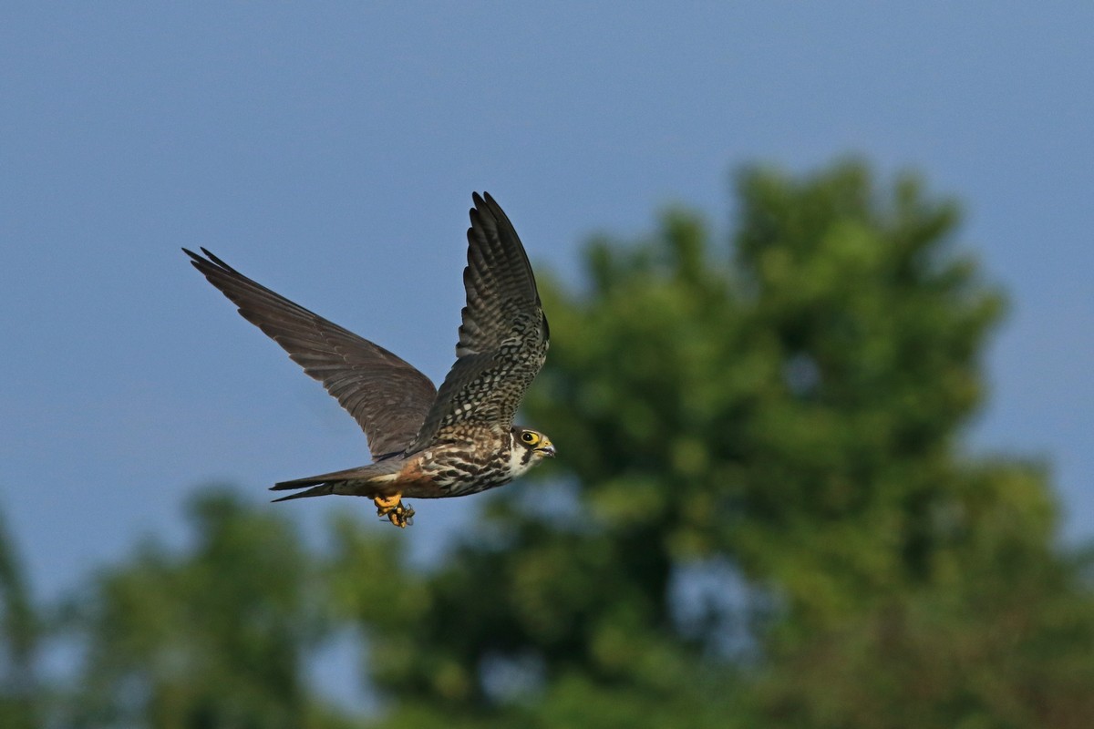Lodolaio ( Falco subbuteo )