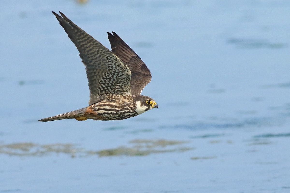 Lodolaio ( Falco subbuteo )