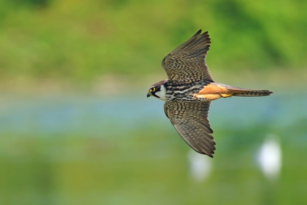 Lodolaio ( Falco subbuteo )