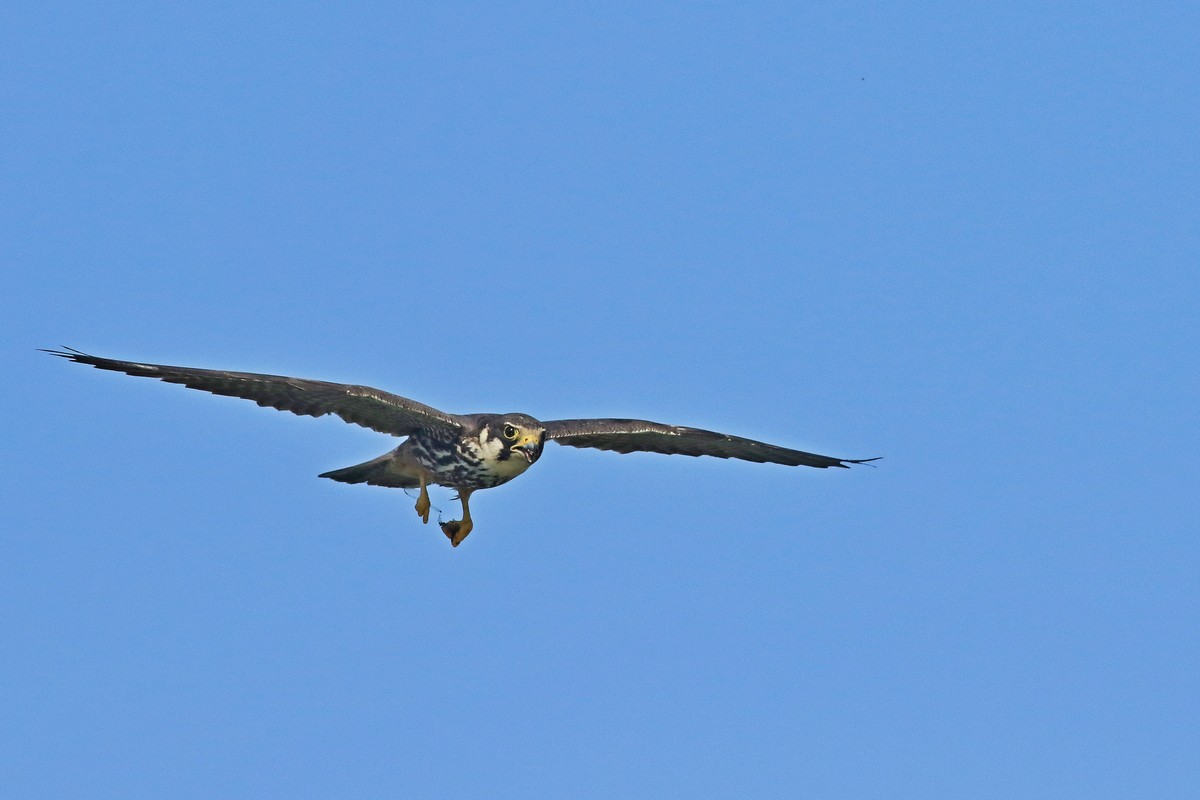 Lodolaio ( Falco subbuteo )