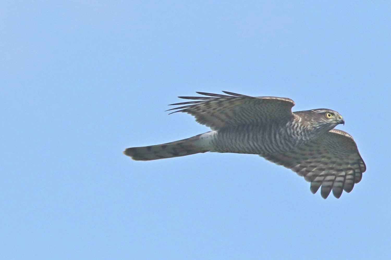 Sparviere (Accipiter nisus)