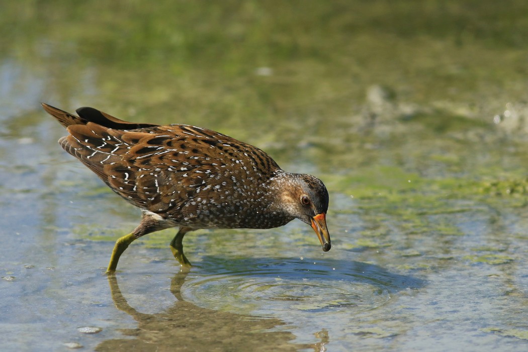 Voltolino ( Porzana porzana )