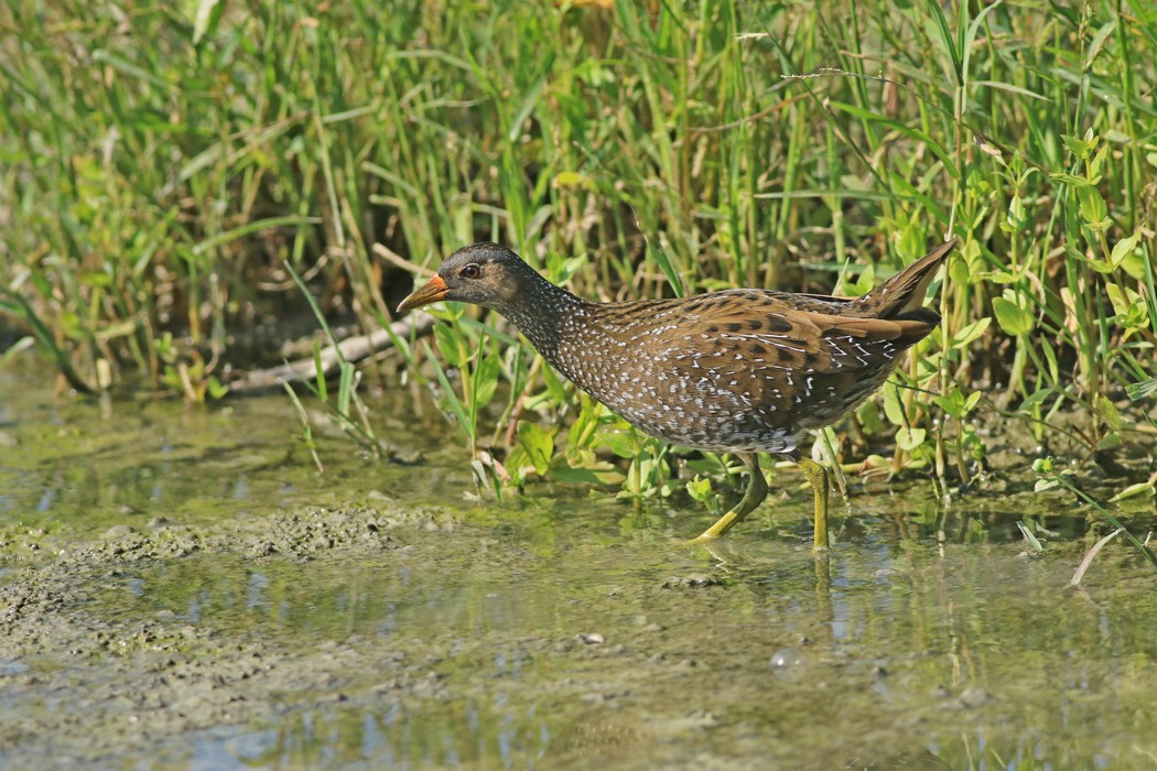 Voltolino ( Porzana porzana )