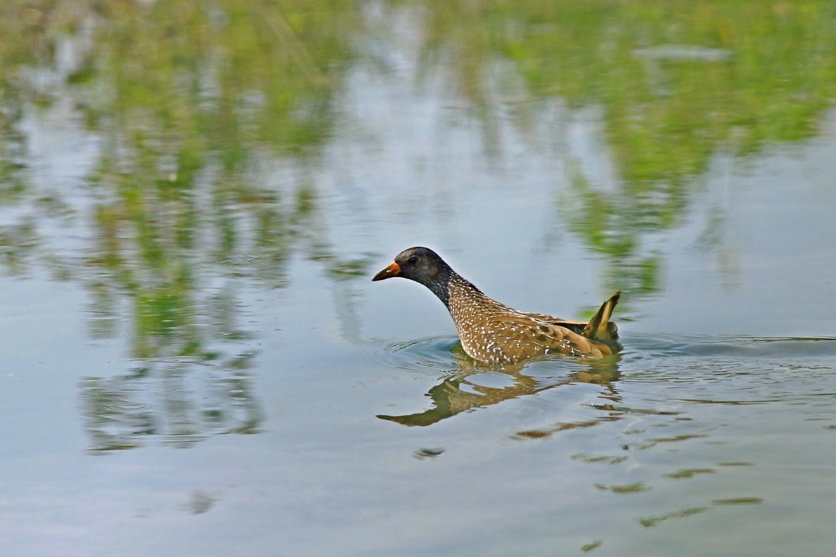 Voltolino ( Porzana porzana )