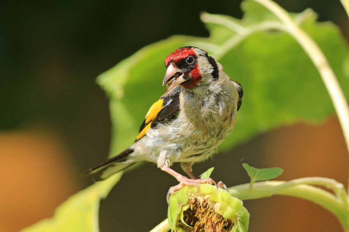 Cardellino ( Carduelis carduelis ) adulto e giovane su girasole