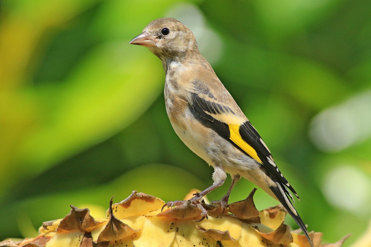 Cardellino ( Carduelis carduelis ) adulto e giovane su girasole