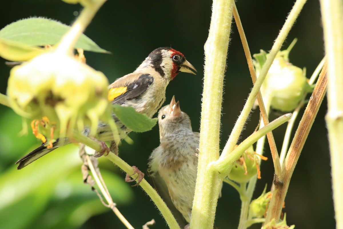 Cardellino ( Carduelis carduelis ) adulto e giovane su girasole