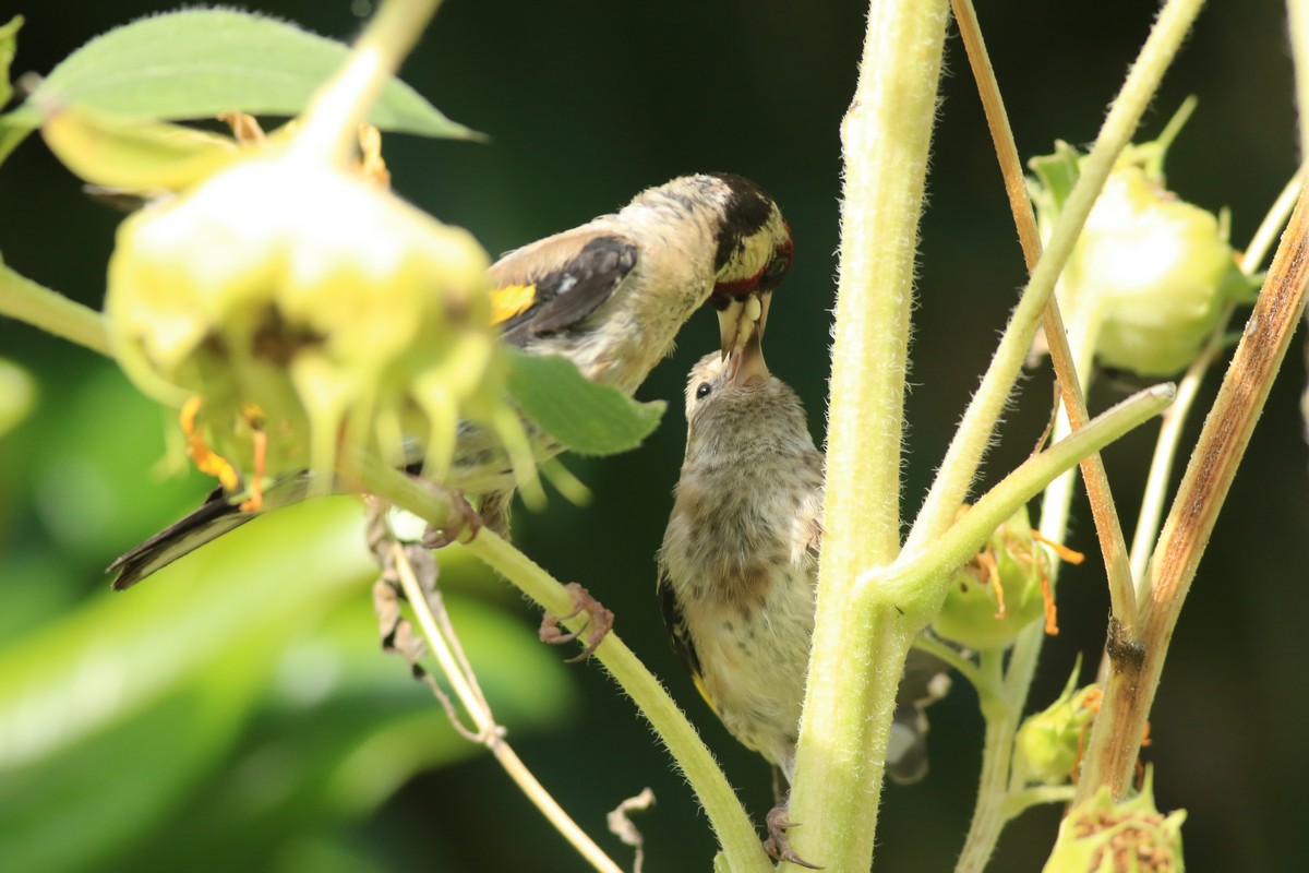 Cardellino ( Carduelis carduelis ) adulto e giovane su girasole