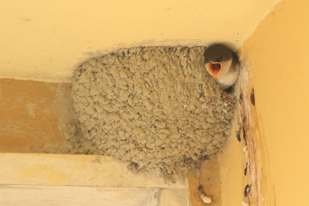 Balestrucci ( Delichon urbicum )