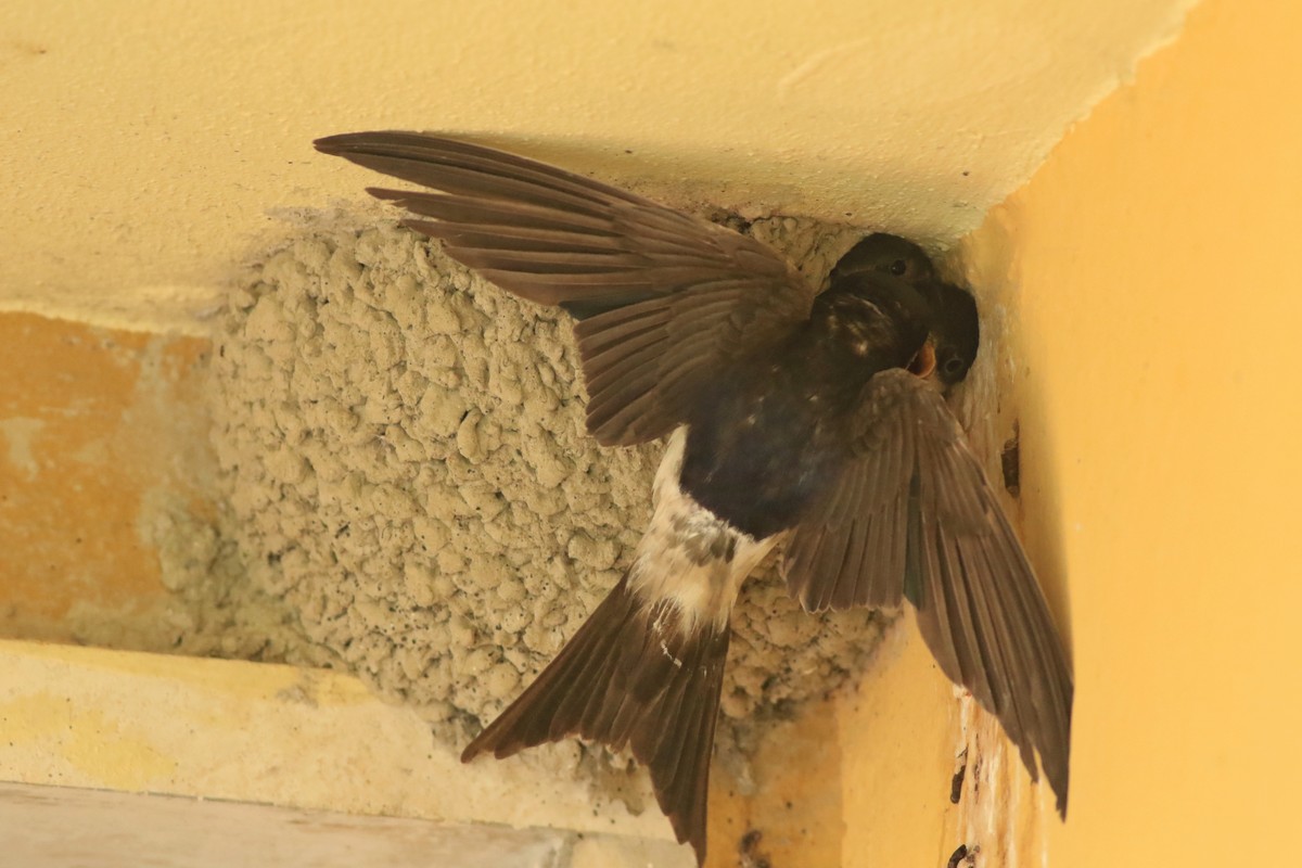 Balestrucci ( Delichon urbicum )