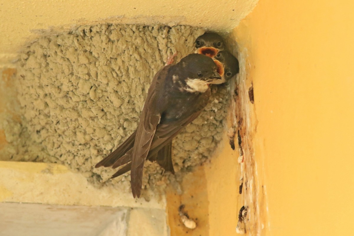 Balestrucci ( Delichon urbicum )