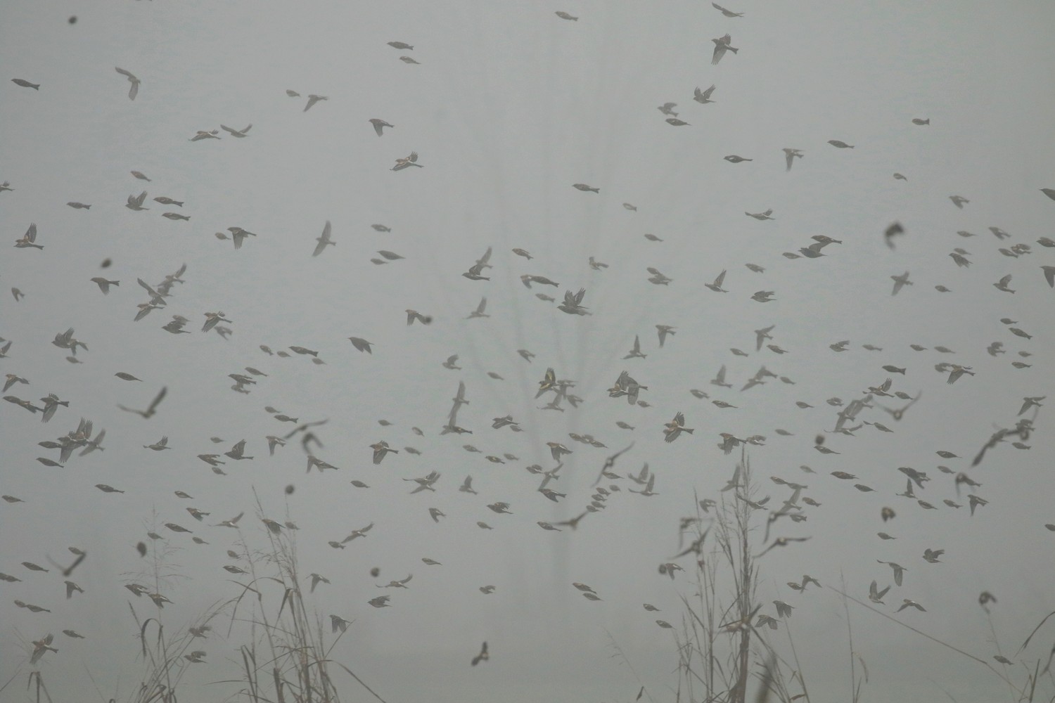 Peppole ( Fringilla montifringilla ) a centinaia nella nebbia