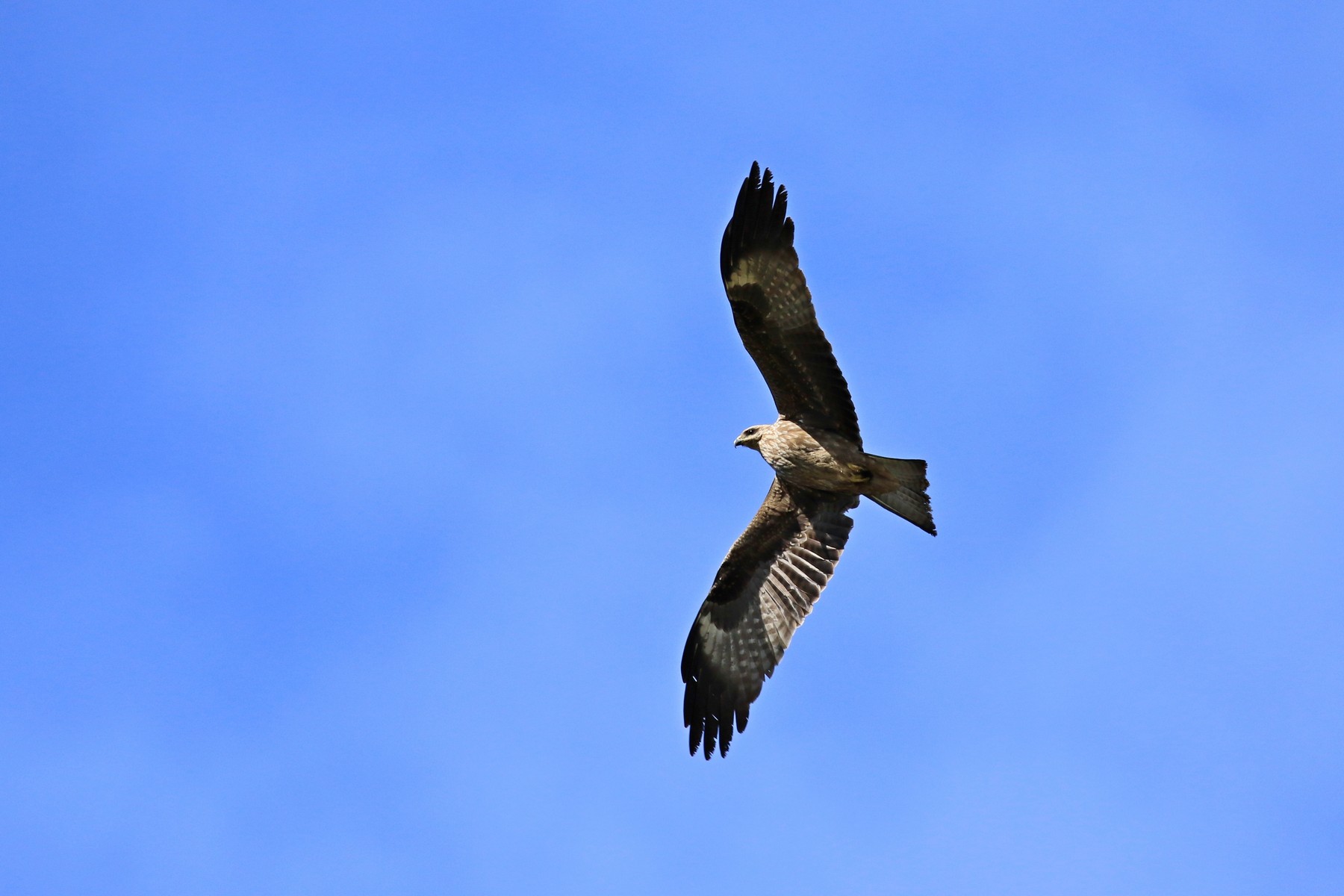 Nibbio bruno (  Milvus migrans )