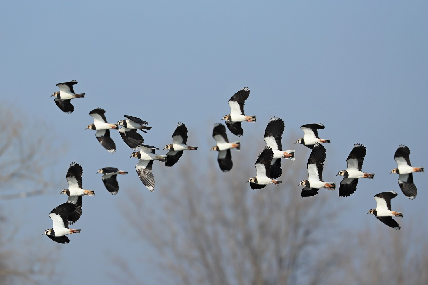 Pavoncelle (Vanellus vanellus )
