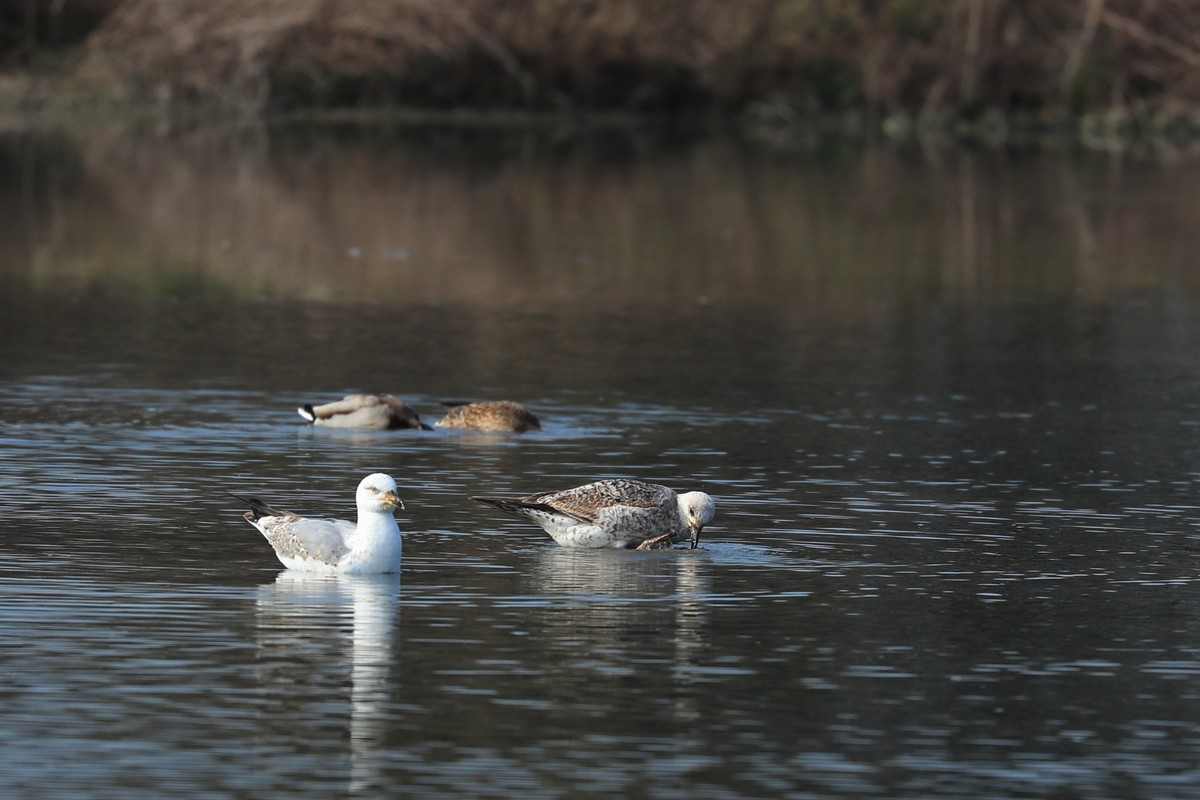 Gabbiani reali (Larus michahellis)