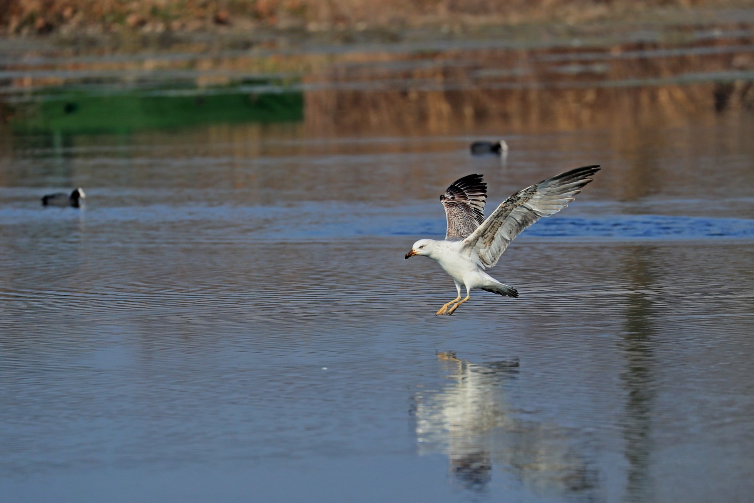 Gabbiani reali (Larus michahellis)