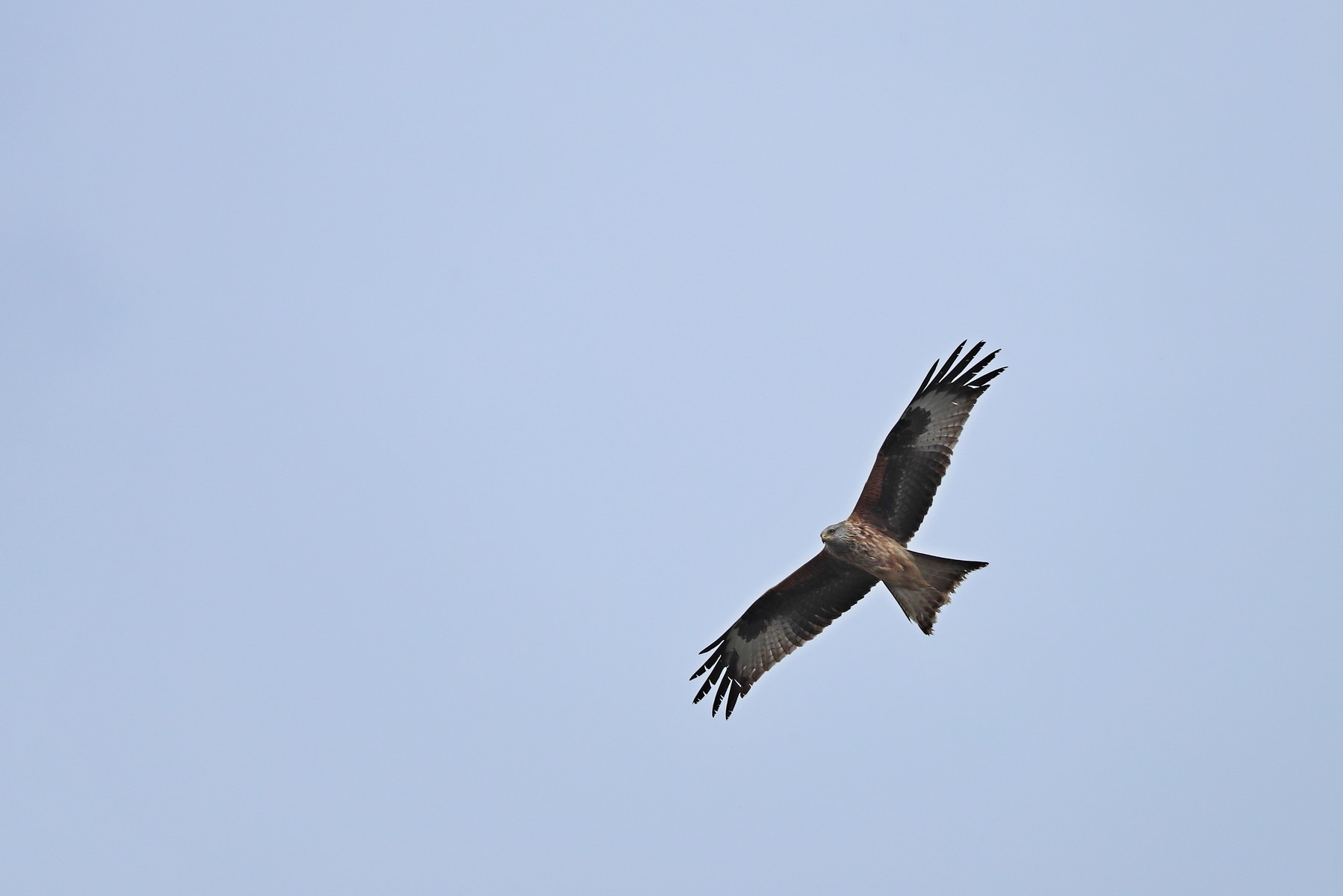 Nibbio reale (Milvus milvus )